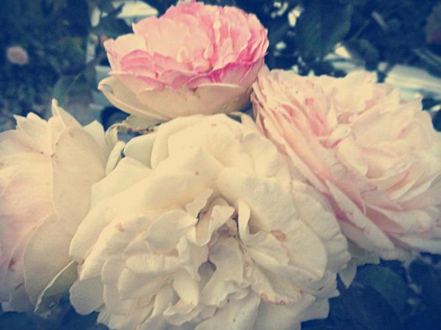 216091_371680626235315_1903373034_n(1)