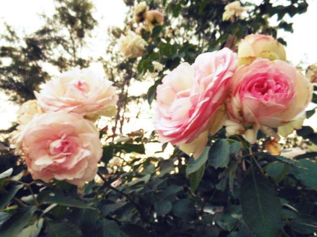 315051_371680652901979_1414906483_n