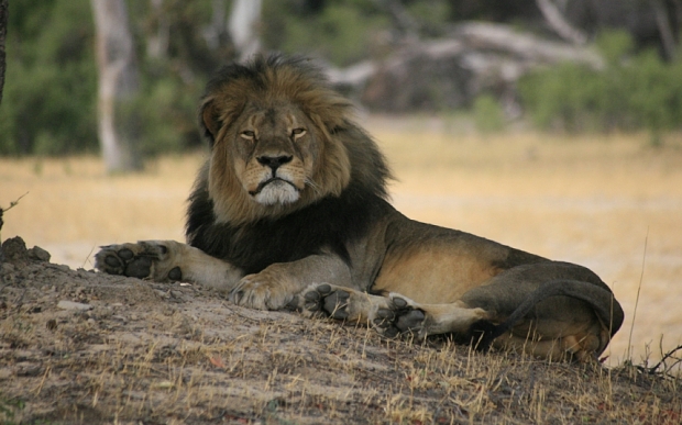 cecil1_3391546b