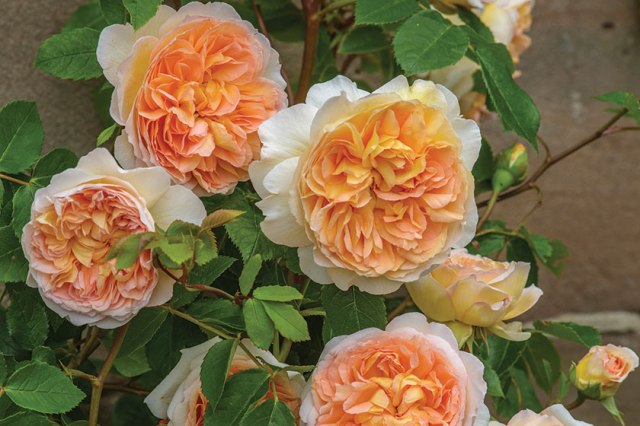 Bathsheba-David-Austin